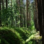 Национальный парк Припышминские боры